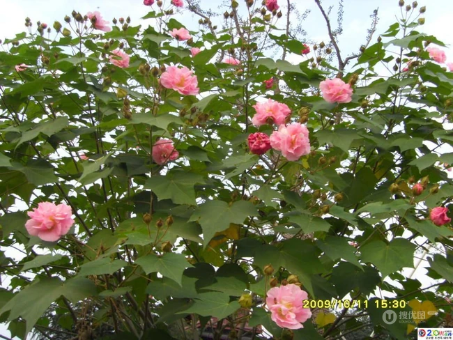 木芙蓉花图片，花期8-10月的木芙蓉唯美摄影美图
