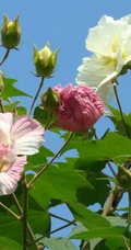 木芙蓉花图片，花期8-10月的木芙蓉唯美摄影美图