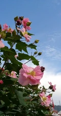 木芙蓉花图片，花期8-10月的木芙蓉唯美摄影美图