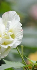芙蓉花图片，唯美带字芙蓉花摄影意境图片
