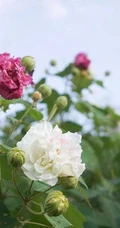 芙蓉花图片，唯美带字芙蓉花摄影意境图片