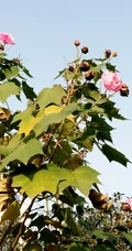芙蓉花图片，唯美带字芙蓉花摄影意境图片