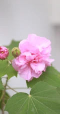 芙蓉花图片，唯美带字芙蓉花摄影意境图片
