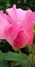 芙蓉花图片，唯美带字芙蓉花摄影意境图片