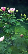 芙蓉花图片，唯美带字芙蓉花摄影意境图片
