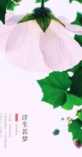 芙蓉花图片，唯美带字芙蓉花摄影意境图片