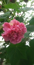 芙蓉花图片，唯美带字芙蓉花摄影意境图片