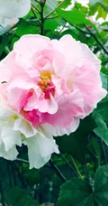 芙蓉花图片，唯美带字芙蓉花摄影意境图片