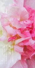 芙蓉花图片，唯美带字芙蓉花摄影意境图片