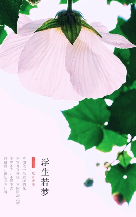 芙蓉花图片，唯美带字芙蓉花摄影意境图片