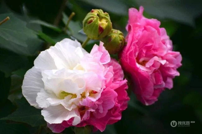 芙蓉花图片，唯美带字芙蓉花摄影意境图片