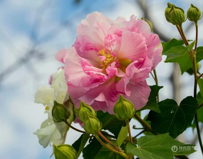 芙蓉花图片，唯美带字芙蓉花摄影意境图片