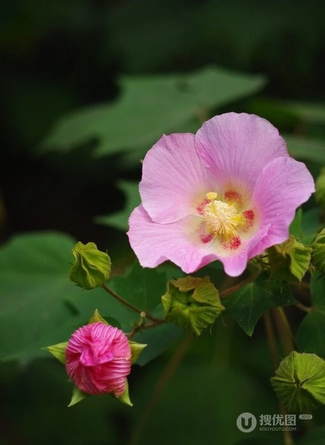 芙蓉花图片，唯美带字芙蓉花摄影意境图片