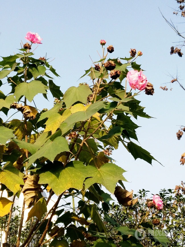 芙蓉花图片，唯美带字芙蓉花摄影意境图片