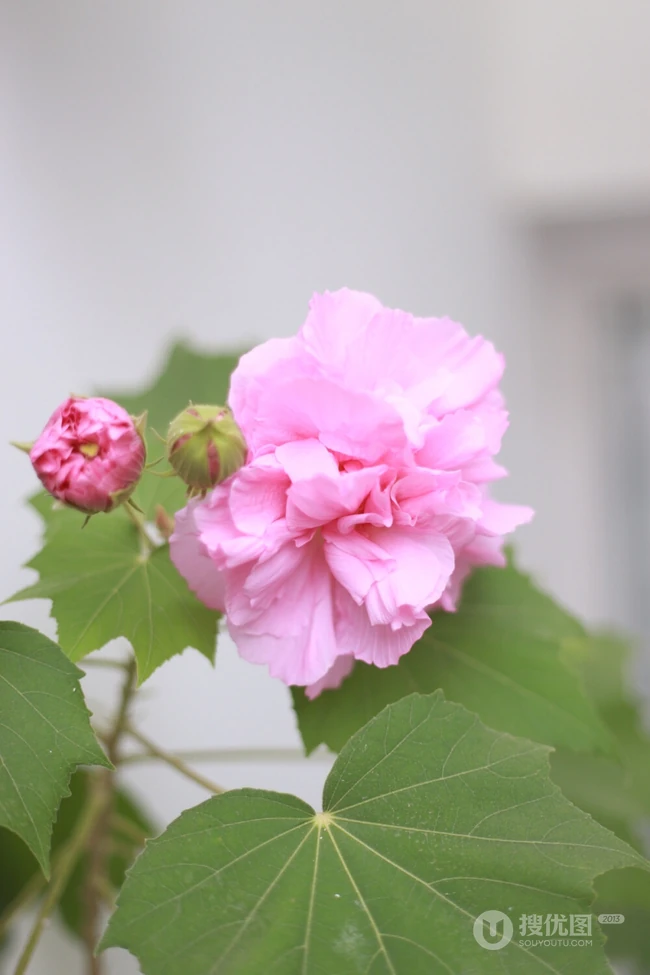 芙蓉花图片，唯美带字芙蓉花摄影意境图片