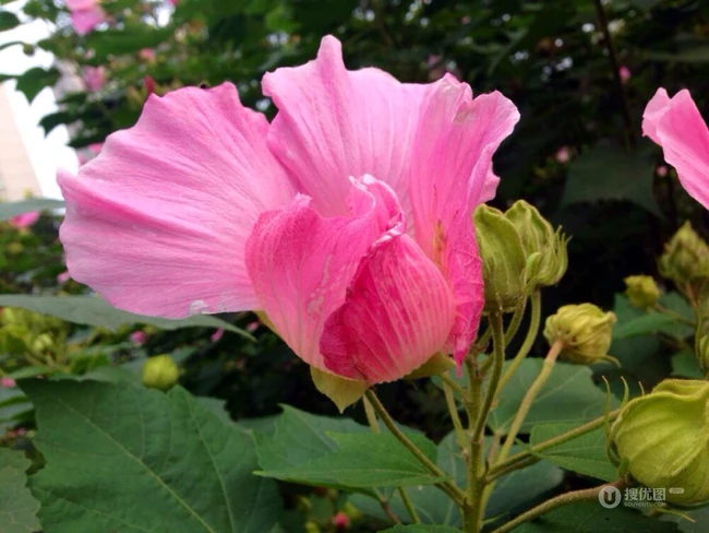 芙蓉花图片，唯美带字芙蓉花摄影意境图片