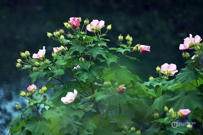 芙蓉花图片，唯美带字芙蓉花摄影意境图片