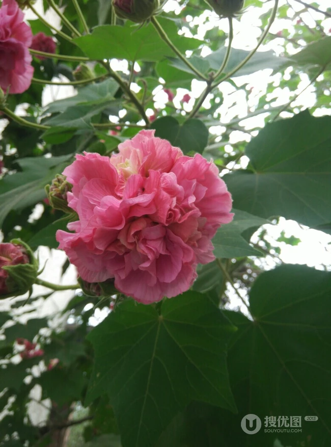 芙蓉花图片，唯美带字芙蓉花摄影意境图片