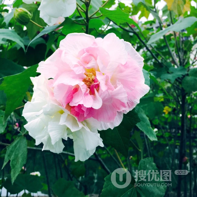 芙蓉花图片，唯美带字芙蓉花摄影意境图片
