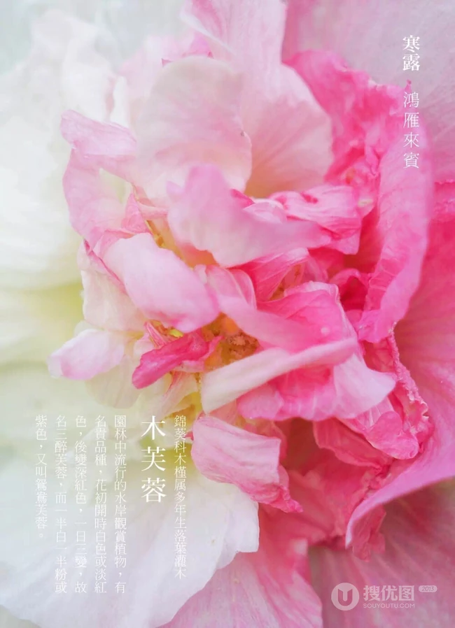 芙蓉花图片，唯美带字芙蓉花摄影意境图片