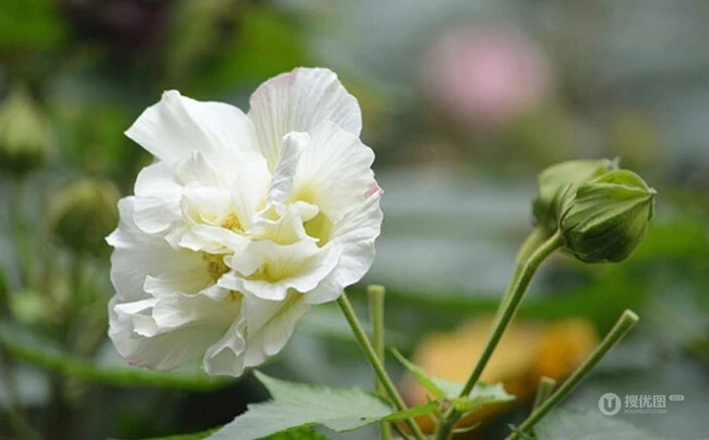 芙蓉花图片，唯美带字芙蓉花摄影意境图片