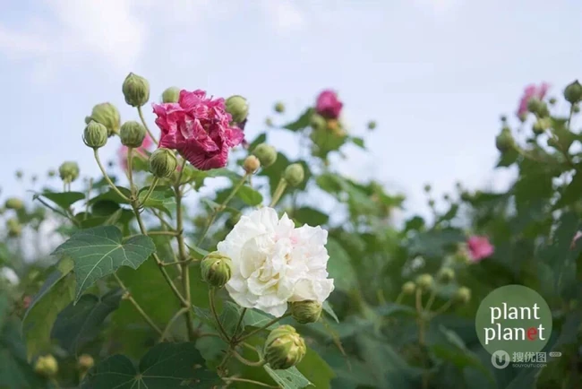 芙蓉花图片，唯美带字芙蓉花摄影意境图片