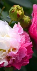 芙蓉花图片，唯美带字芙蓉花摄影意境图片