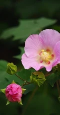 芙蓉花图片，唯美带字芙蓉花摄影意境图片