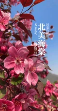 北美海棠花图片，最常见的9种北美海棠唯美图片图解