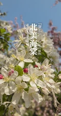 北美海棠花图片，最常见的9种北美海棠唯美图片图解