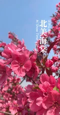 北美海棠花图片，最常见的9种北美海棠唯美图片图解