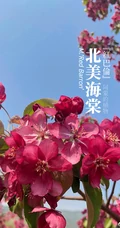 北美海棠花图片，最常见的9种北美海棠唯美图片图解