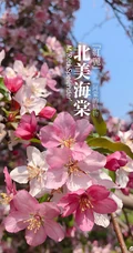 北美海棠花图片，最常见的9种北美海棠唯美图片图解