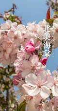 北美海棠花图片，最常见的9种北美海棠唯美图片图解