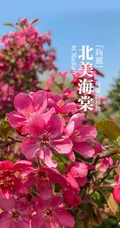 北美海棠花图片，最常见的9种北美海棠唯美图片图解