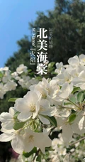 北美海棠花图片，最常见的9种北美海棠唯美图片图解
