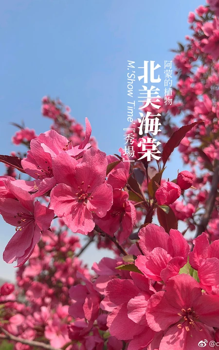 北美海棠花图片，最常见的9种北美海棠唯美图片图解