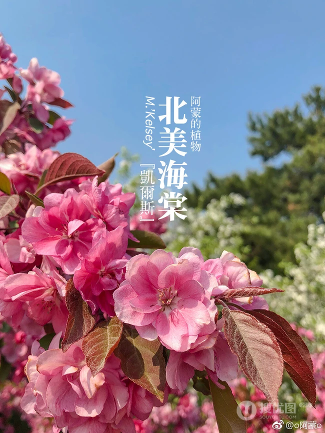 北美海棠花图片，最常见的9种北美海棠唯美图片图解