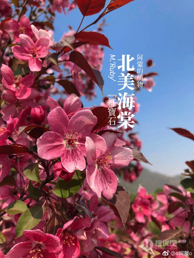 北美海棠花图片，最常见的9种北美海棠唯美图片图解
