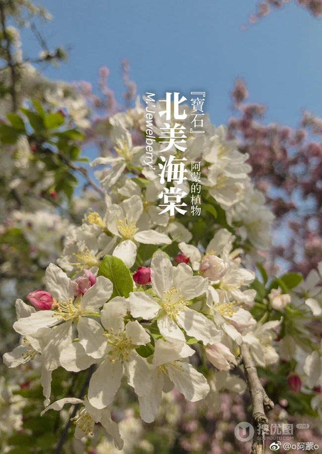 北美海棠花图片，最常见的9种北美海棠唯美图片图解