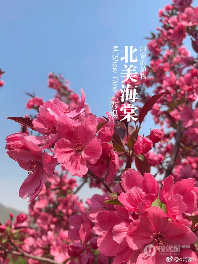 北美海棠花图片，最常见的9种北美海棠唯美图片图解