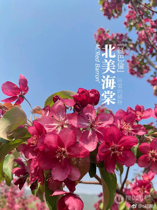 北美海棠花图片，最常见的9种北美海棠唯美图片图解