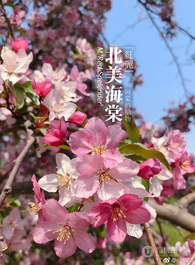北美海棠花图片，最常见的9种北美海棠唯美图片图解