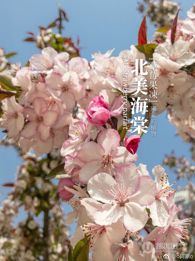北美海棠花图片，最常见的9种北美海棠唯美图片图解