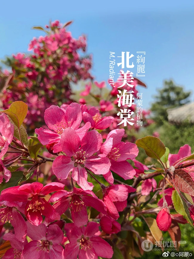 北美海棠花图片，最常见的9种北美海棠唯美图片图解