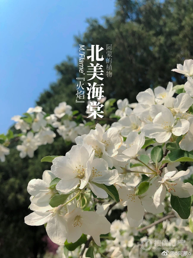 北美海棠花图片，最常见的9种北美海棠唯美图片图解