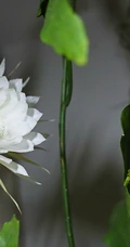 昙花图片，昙花一现只为韦陀，月下美人昙花唯美摄影图片