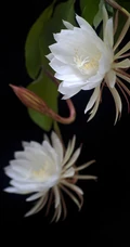 昙花图片，昙花一现只为韦陀，月下美人昙花唯美摄影图片