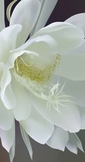 昙花图片，昙花一现只为韦陀，月下美人昙花唯美摄影图片