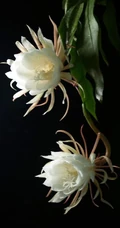 昙花图片，昙花一现只为韦陀，月下美人昙花唯美摄影图片